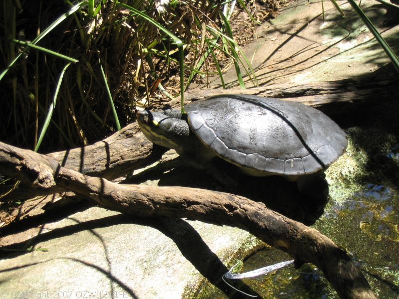 Brisbane Short-necked Turtle | Emydura signata photo