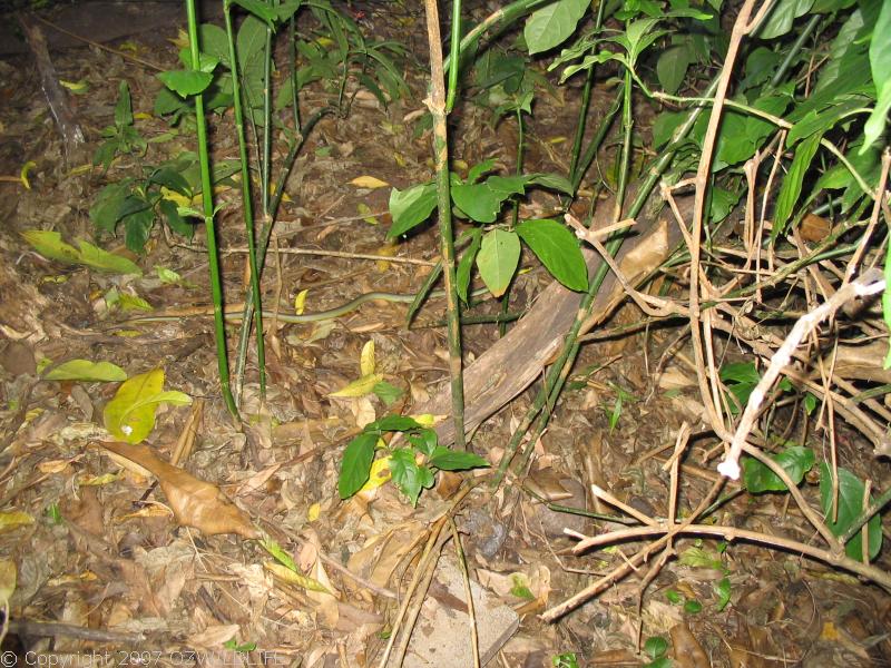 Green Tree Snake | Dendrelaphis punctulata photo