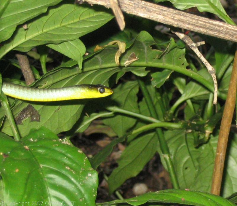 Green Tree Snake | Dendrelaphis punctulata photo