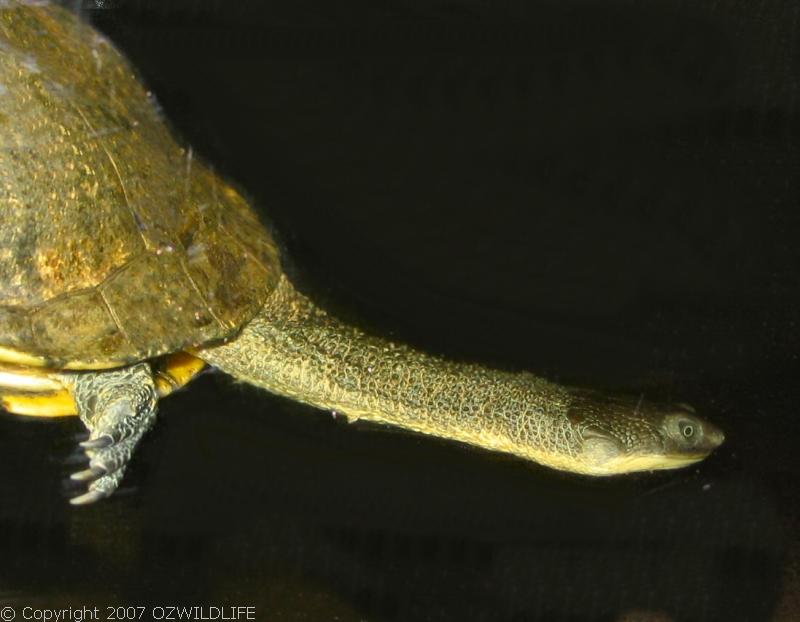Eastern Snake-necked Turtle | Chelodina longicollis photo