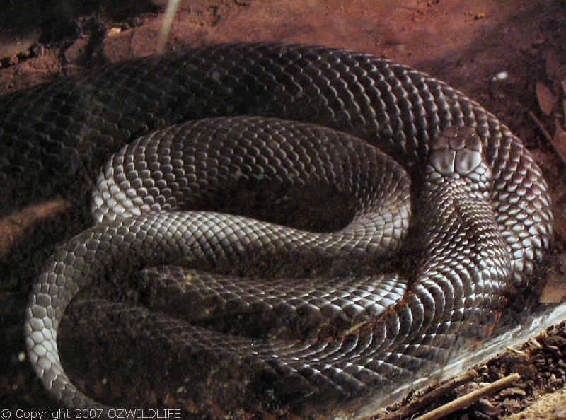 Red-bellied Black Snake | Pseudechis porphyriacus photo