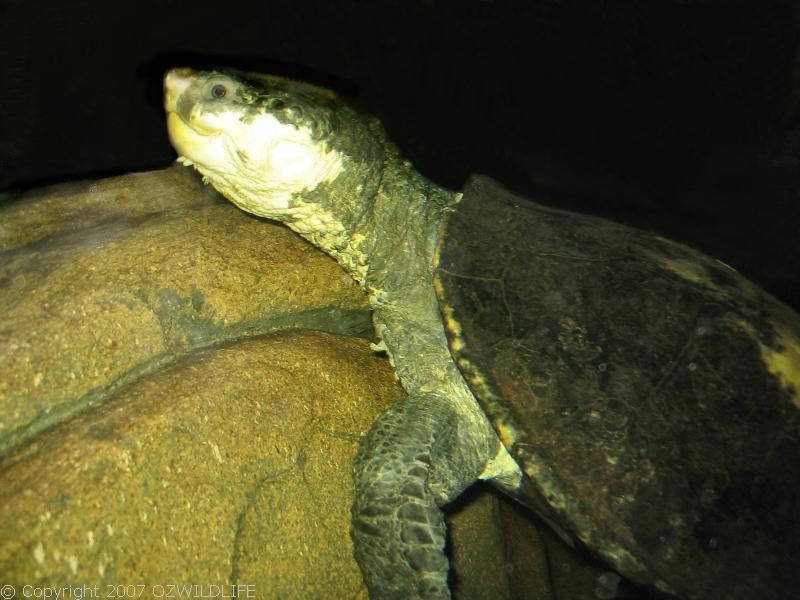 White-throated snapping turtle | Elseya albagula photo