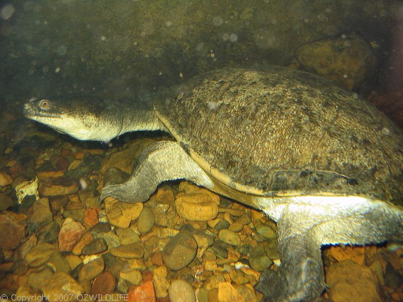 Eastern Snake-necked Turtle | Chelodina longicollis photo