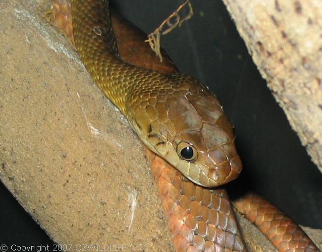 Brown Tree Snake | Boiga irregularis photo