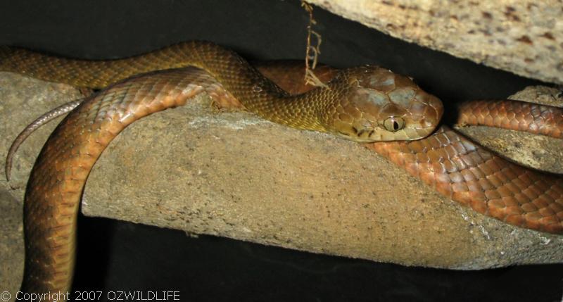 Brown Tree Snake | Boiga irregularis photo