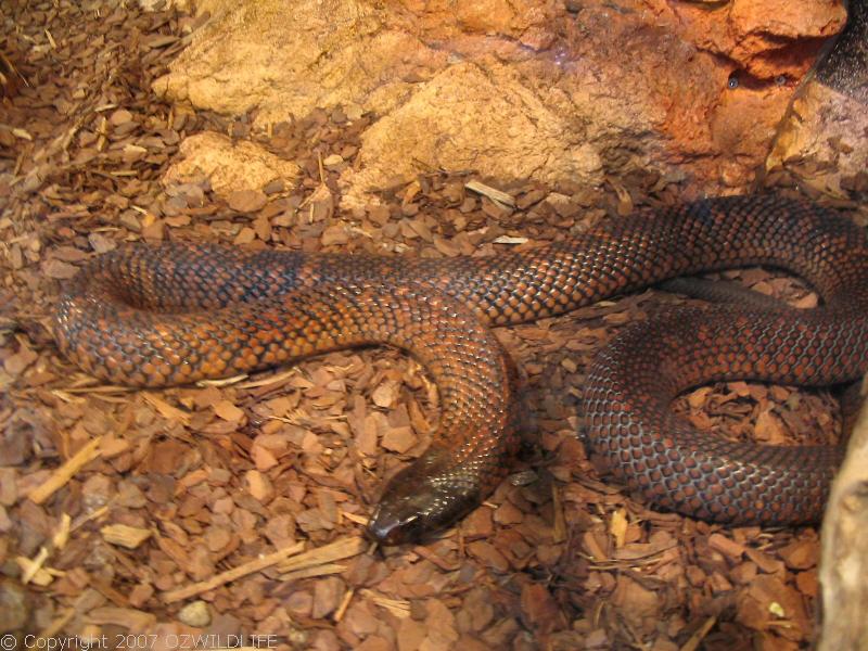 Spotted Black Snake | Pseudechis guttatus photo