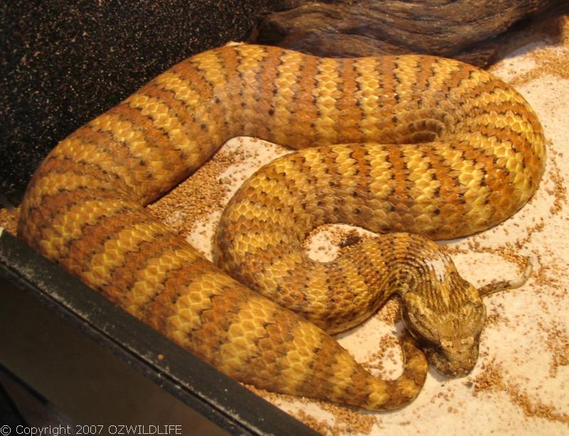 Southern Death Adder | Acanthophis antarcticus photo