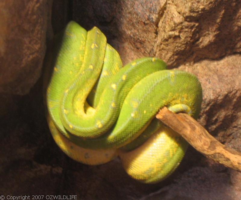 Green Python | Morelia viridis photo