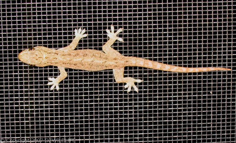 Asian House Gecko | Hemidactylus frenatus photo