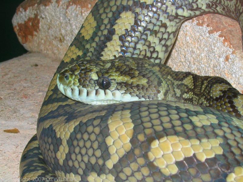Carpet Python | Morelia spilota photo