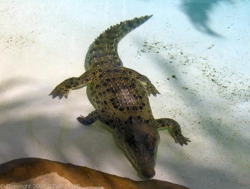 Saltwater Crocodile | Crocodylus porosus photo