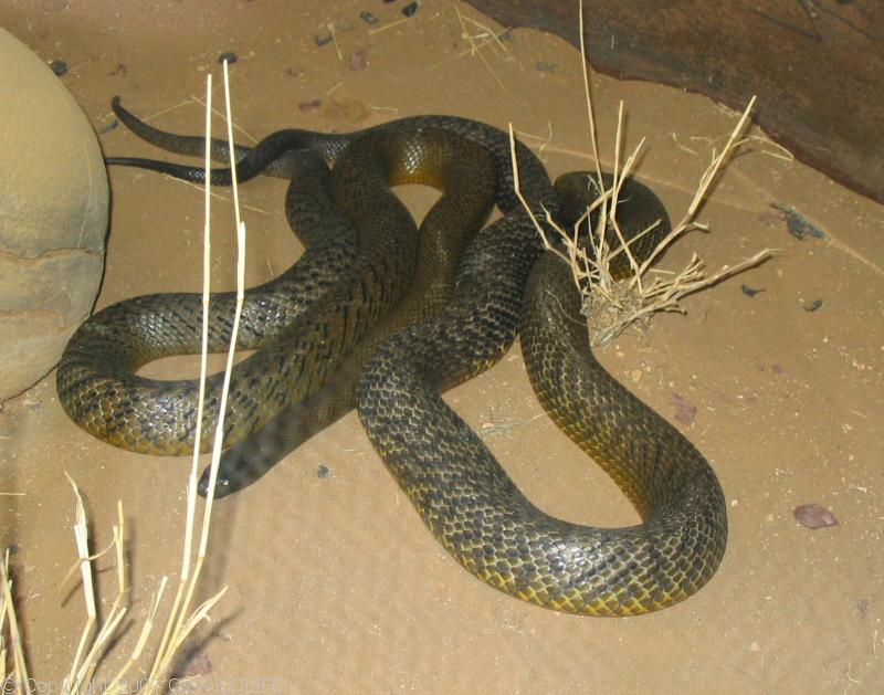 Fierce Snake | Oxyuranus microlepidotus photo
