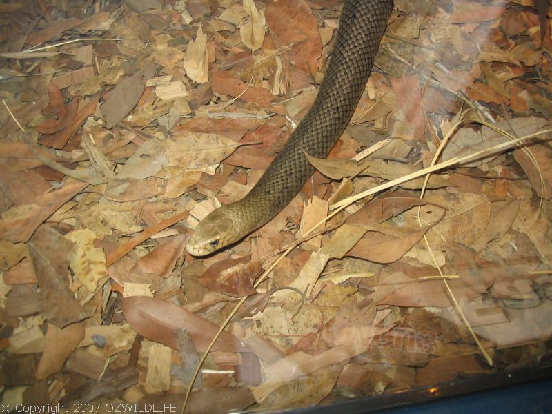 Eastern Brown Snake | Pseudonaja textilis photo