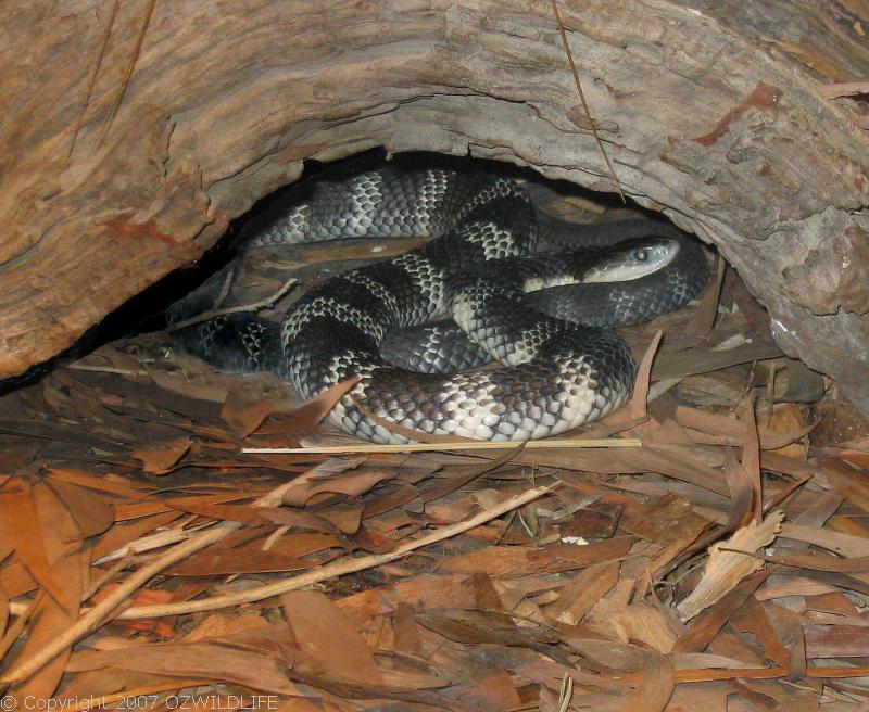 Eastern Tiger Snake | Notechis scutatus photo