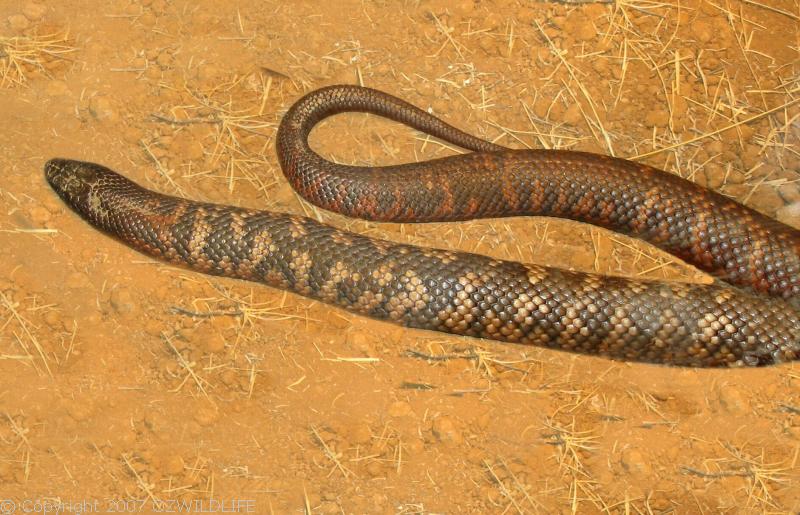 Collett's Snake | Pseudechis colletti photo