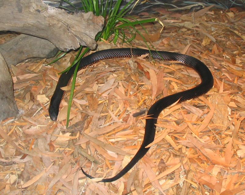 Red-bellied Black Snake | Pseudechis porphyriacus photo