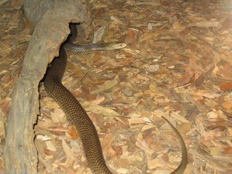 Eastern Brown Snake | Pseudonaja textilis photo