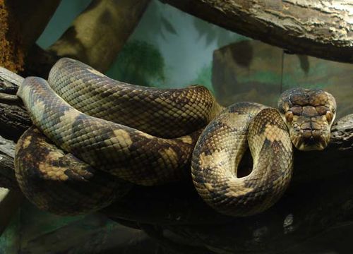 Amythystine Python | Morelia amethistina photo