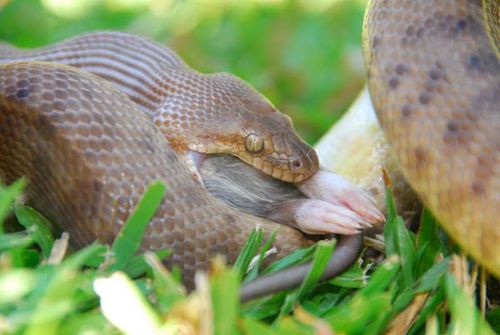 Children's python | Antaresia childreni photo