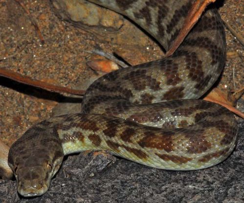 Stimson's Python | Antaresia stimsoni photo