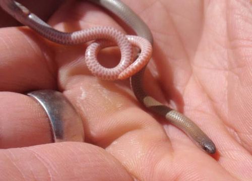 Pink-tailed Worm Lizard | Aprasia parapulchella photo