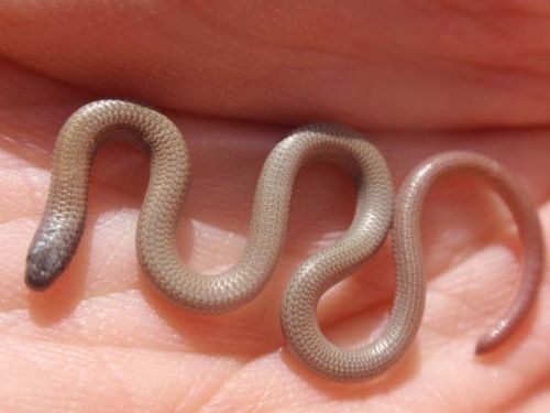 Pink-tailed Worm Lizard | Aprasia parapulchella photo