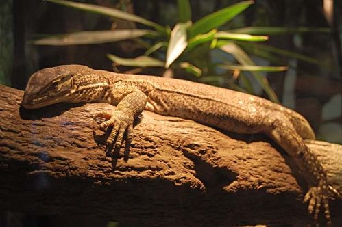 Yellow Spotted Monitor | Varanus panoptes photo