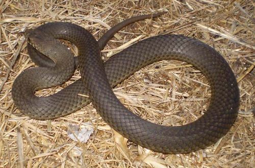 Pygmy Copperhead | Austrelaps labialis photo