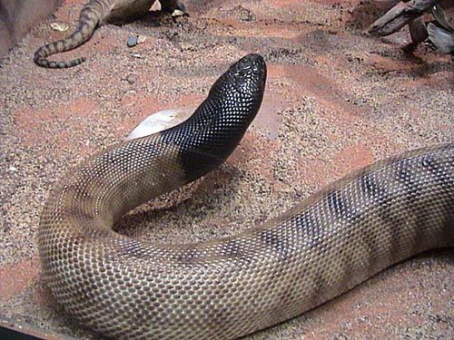 Black-headed Python | Aspidites melanocephalus photo