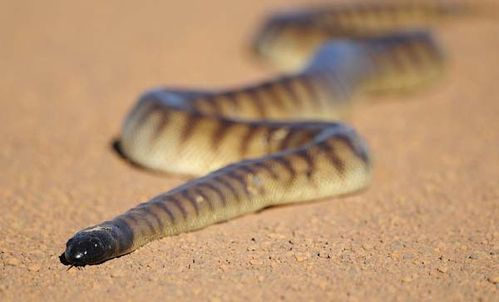 Black-headed Python | Aspidites melanocephalus photo