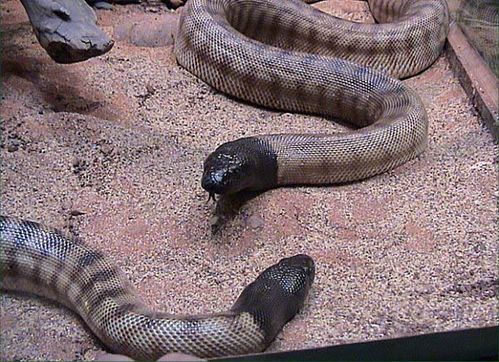 Black-headed Python | Aspidites melanocephalus photo