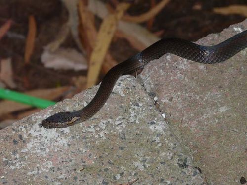 Golden-crowned snake | Cacophis squamulosus photo