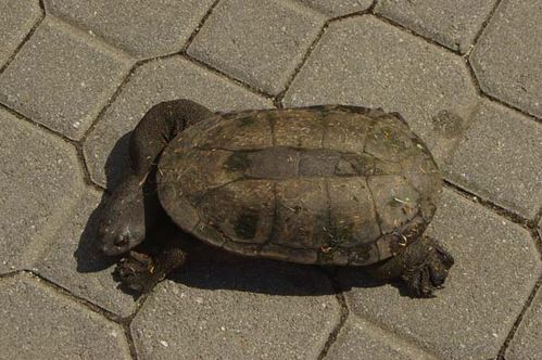 Oblong Turtle | Chelodina oblonga photo