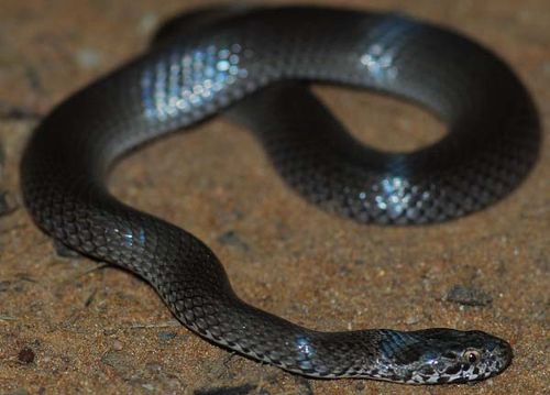 Ornamental Snake | Denisonia maculata photo