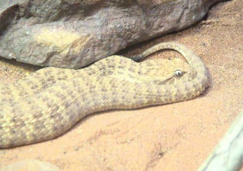 Desert Death Adder | Acanthophis pyrrhus photo