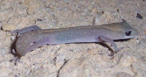 Wood Gecko | Diplodactylus vittatus photo