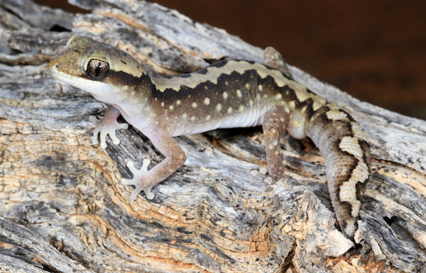 Wood Gecko | Diplodactylus vittatus photo