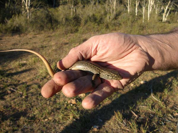 White's Skink | Egernia whitii photo