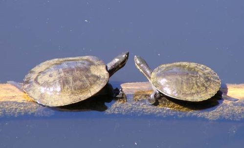 Murray River Turtle | Emydura macquarii photo