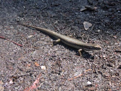 Yellow-bellied Water Skink | Eulamprus heatwolei photo