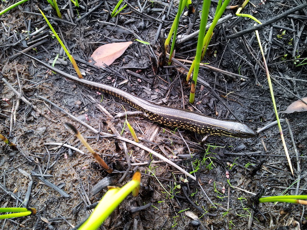 Blue Mountain Water Skink | Eulamprus leuraensis photo