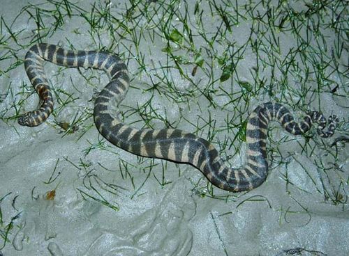 Little File Snake | Acrochordus granulatus photo