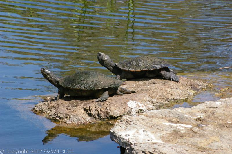 Brisbane Short-necked Turtle | Emydura signata photo