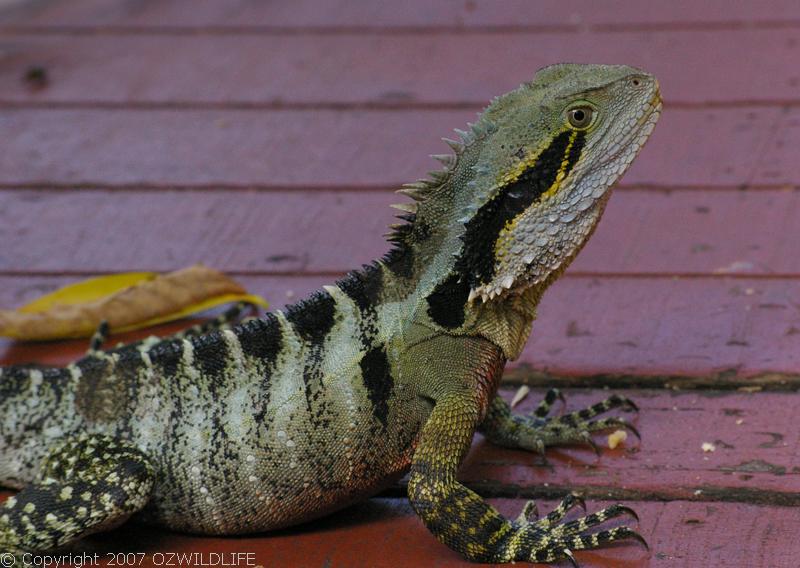 Australian Wildlife - Reptile: Water Dragon Australian Wildlife - Reptile: Water Dragon