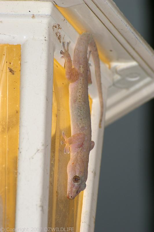 Asian House Gecko | Hemidactylus frenatus photo