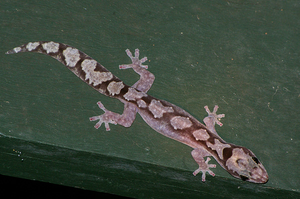 Robust Velvet Gecko | Oedura robusta photo