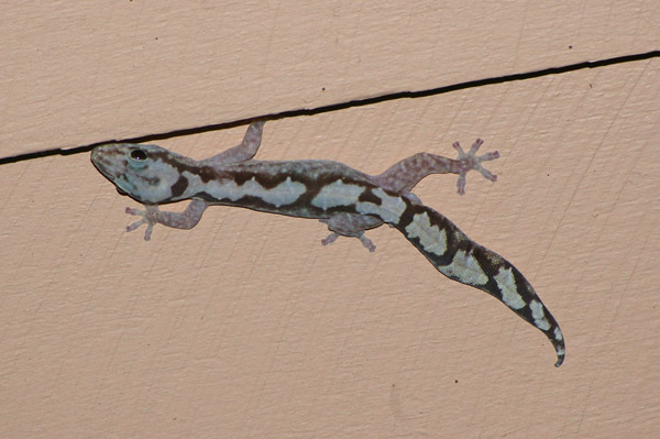 Robust Velvet Gecko | Oedura robusta photo