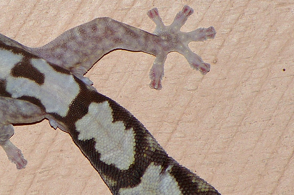 Robust Velvet Gecko | Oedura robusta photo