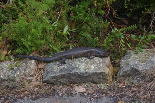 King's Skink | Egernia kingii photo