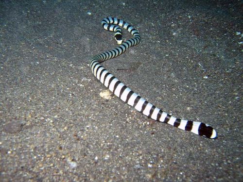 Banded Sea Snake | Laticauda colubrina photo